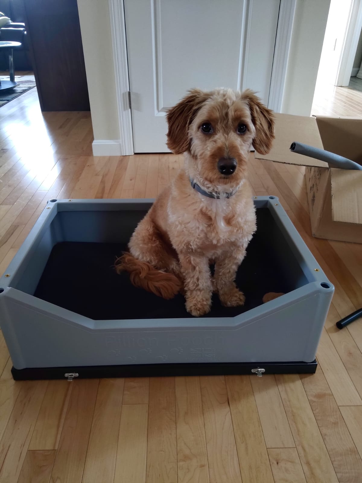 Pillion Pooch Motorcycle Dog Carrier base assembly inside the home for training Simba to be familiar with the unit before riding. Photo by Nevin of his dog Simba in the USA.