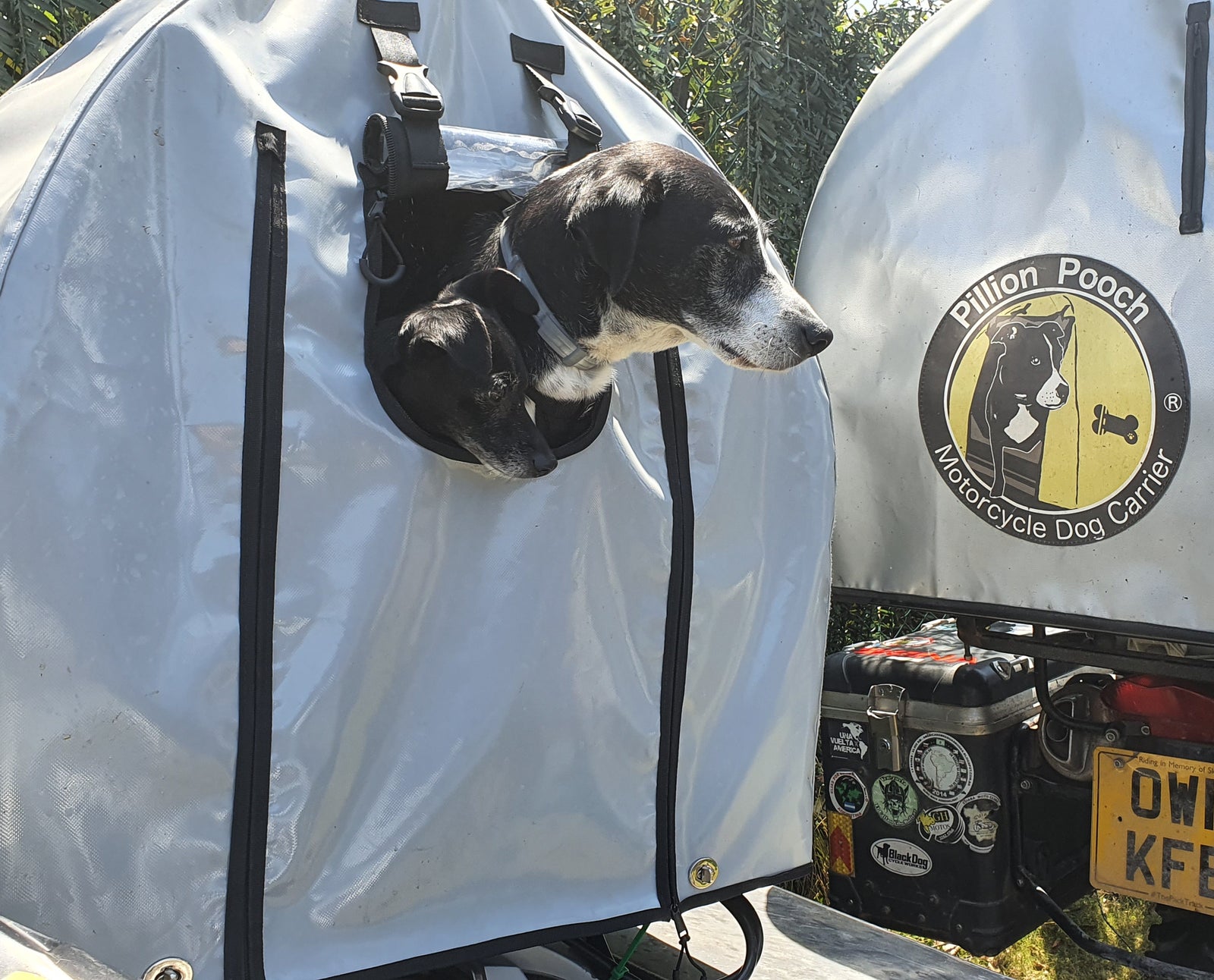 Pillion Pooch Motorcycle Dog Carrier with front window mounted on a BMW 650GS using the Back Road Equipment BRE Slider Rack quick release. Photo by The Pack Track of their dogs Weeti and Shadow riding 2 Pup.